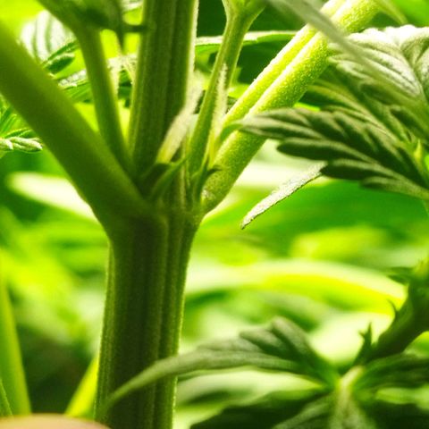 Dark Devil Auto growlog timeline photo