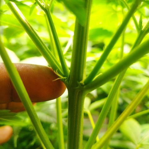 Dark Devil Auto growlog timeline photo