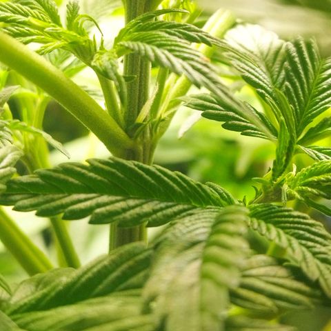 Dark Devil Auto growlog timeline photo