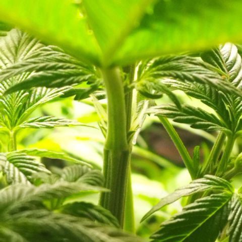 Dark Devil Auto growlog timeline photo
