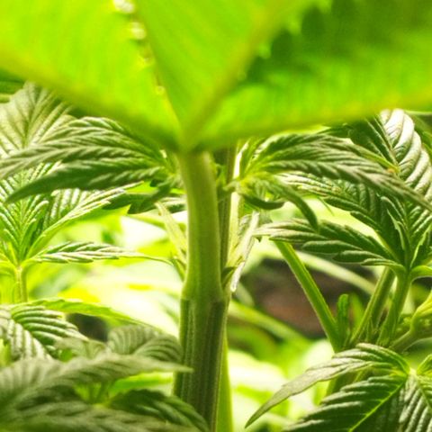 Dark Devil Auto growlog timeline photo