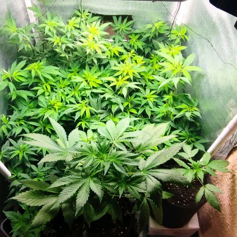Red Strawberry Banana Auto growlog timeline photo