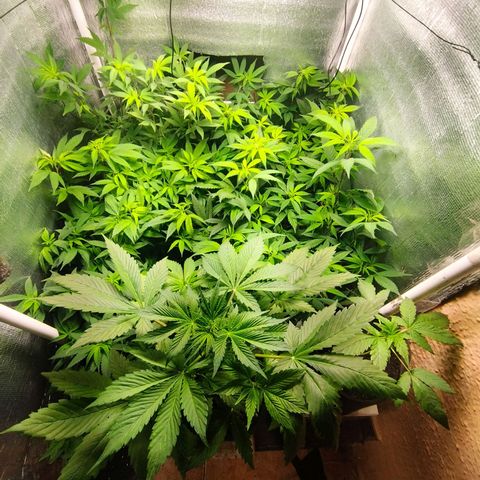 Red Strawberry Banana Auto growlog timeline photo