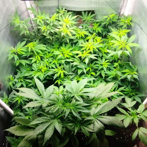 Red Strawberry Banana Auto growlog timeline photo