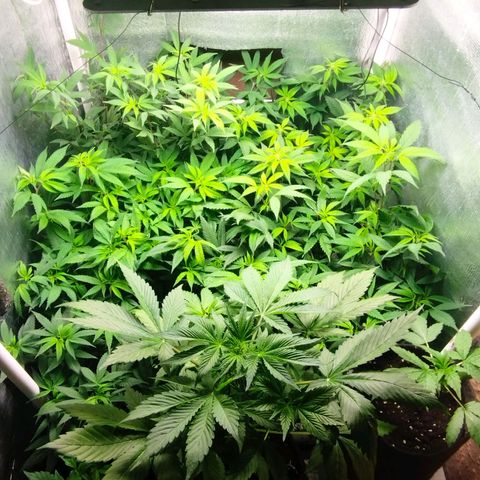 Red Strawberry Banana Auto growlog timeline photo