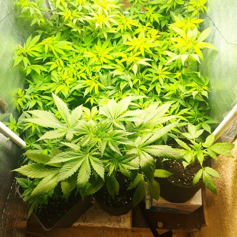 Red Strawberry Banana Auto growlog timeline photo