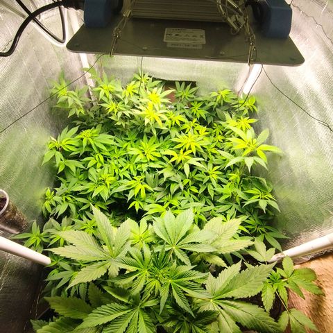 Red Strawberry Banana Auto growlog timeline photo