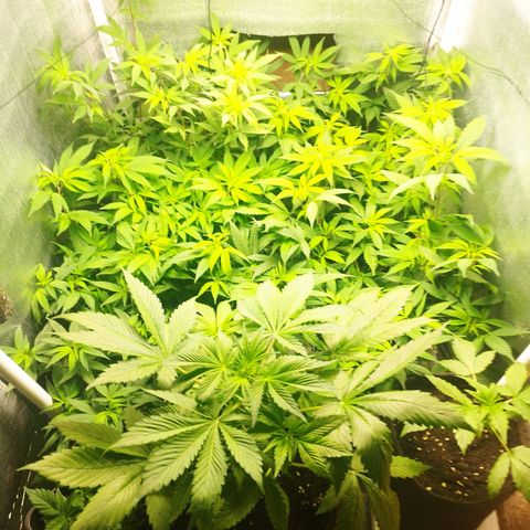 Red Strawberry Banana Auto growlog timeline photo
