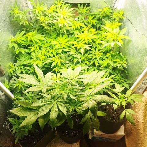 Red Strawberry Banana Auto growlog timeline photo