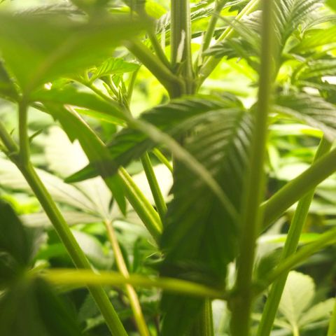 Dark Devil Auto growlog timeline photo