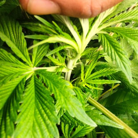 Dark Devil Auto growlog timeline photo