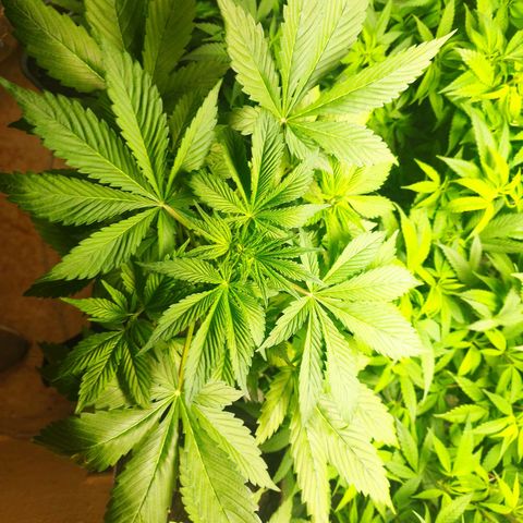 Dark Devil Auto growlog timeline photo