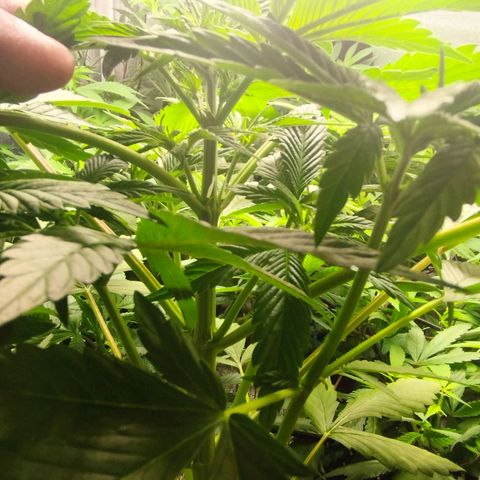 Dark Devil Auto growlog timeline photo