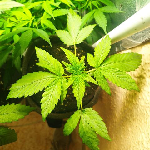 Red Strawberry Banana Auto growlog timeline photo