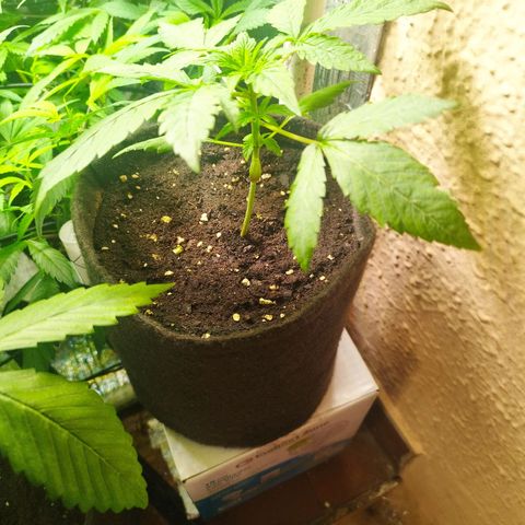 Red Strawberry Banana Auto growlog timeline photo
