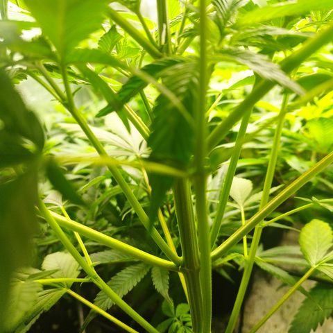 Dark Devil Auto growlog timeline photo