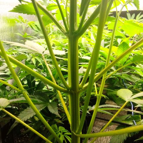 Dark Devil Auto growlog timeline photo