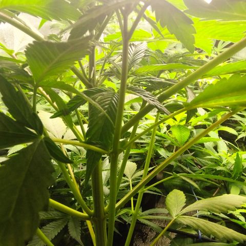 Dark Devil Auto growlog timeline photo