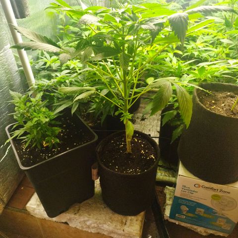 Dark Devil Auto growlog timeline photo
