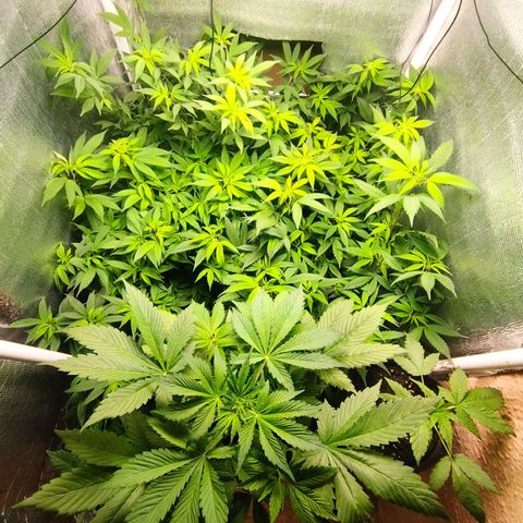 Red Strawberry Banana Auto growlog timeline photo