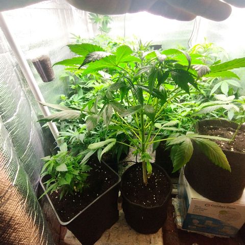 Dark Devil Auto growlog timeline photo