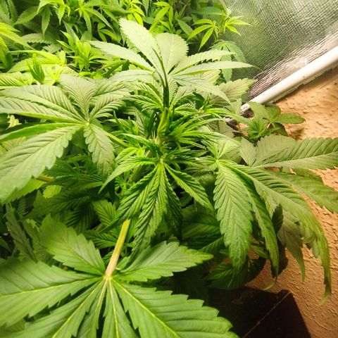 Dark Devil Auto growlog timeline photo