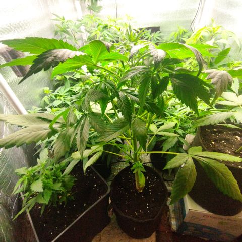 Dark Devil Auto growlog timeline photo