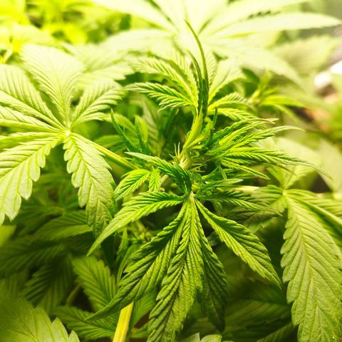 Dark Devil Auto growlog timeline photo