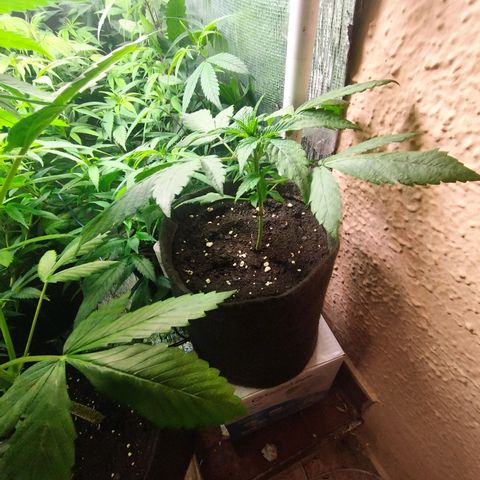 Red Strawberry Banana Auto growlog timeline photo