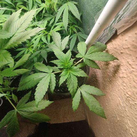 Red Strawberry Banana Auto growlog timeline photo