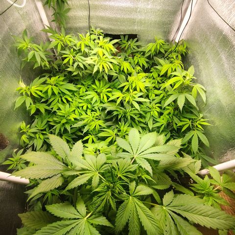 Red Strawberry Banana Auto growlog timeline photo