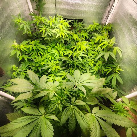 Red Strawberry Banana Auto growlog timeline photo