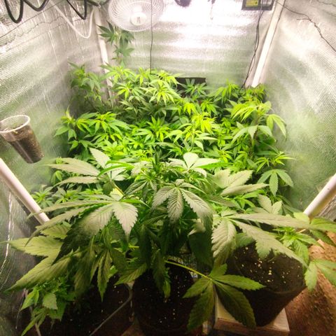 Red Strawberry Banana Auto growlog timeline photo