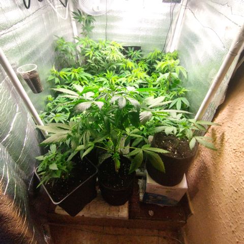 Red Strawberry Banana Auto growlog timeline photo