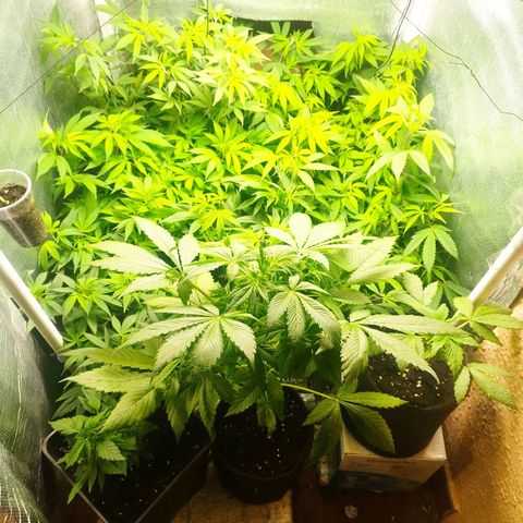 Red Strawberry Banana Auto growlog timeline photo