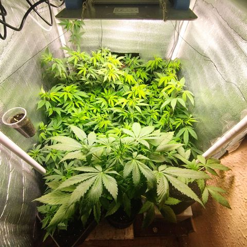 Red Strawberry Banana Auto growlog timeline photo