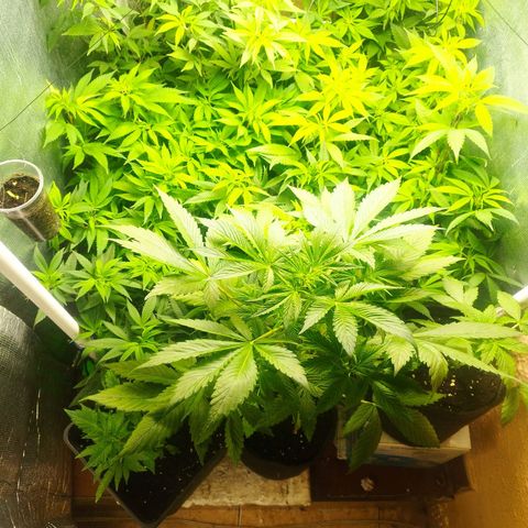 Red Strawberry Banana Auto growlog timeline photo