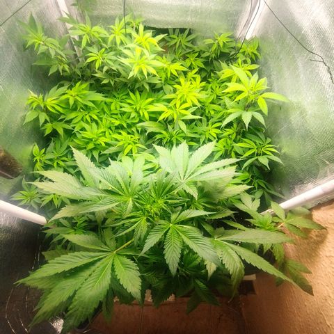 Red Strawberry Banana Auto growlog timeline photo