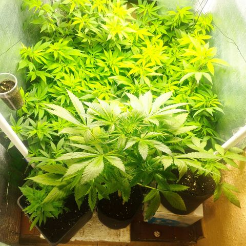 Red Strawberry Banana Auto growlog timeline photo