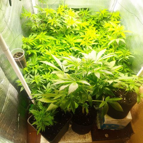 Red Strawberry Banana Auto growlog timeline photo