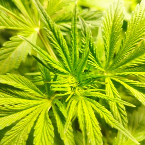 Dark Devil Auto growlog timeline photo