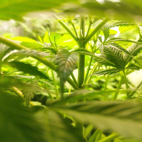 Dark Devil Auto growlog timeline photo