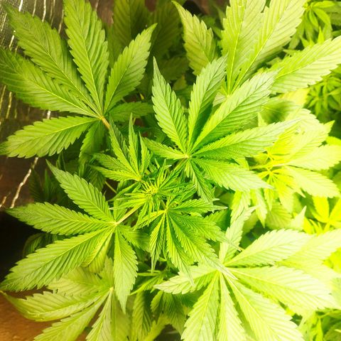 Dark Devil Auto growlog timeline photo