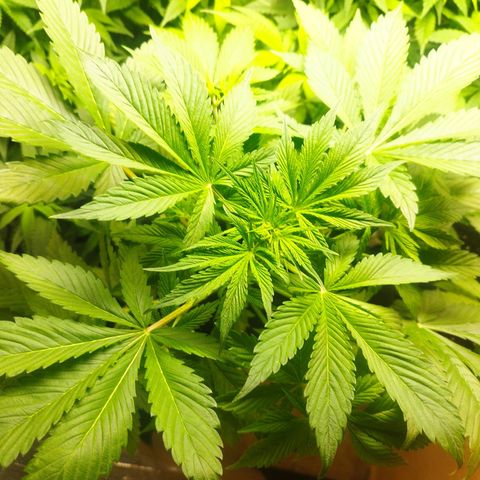 Dark Devil Auto growlog timeline photo
