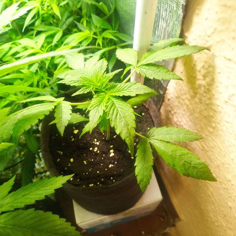 Red Strawberry Banana Auto growlog timeline photo
