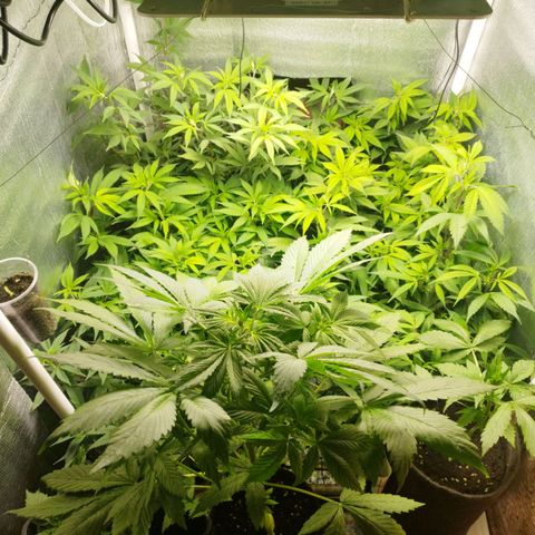 Red Strawberry Banana Auto growlog timeline photo