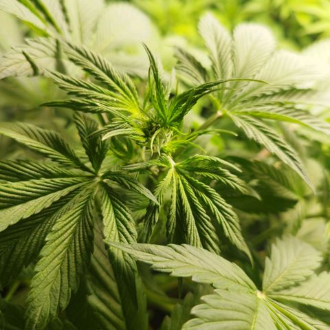 Dark Devil Auto growlog timeline photo