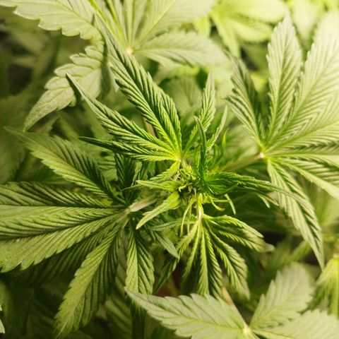 Dark Devil Auto growlog timeline photo