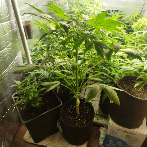 Dark Devil Auto growlog timeline photo