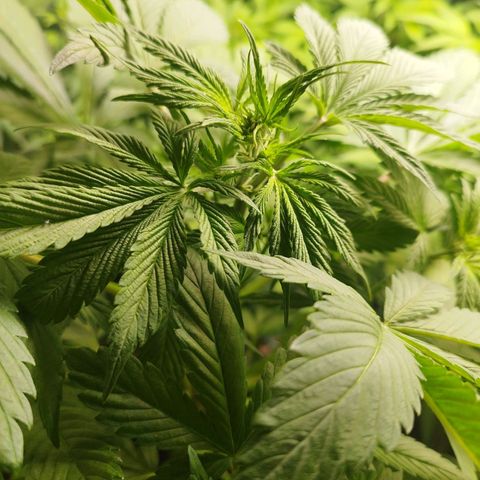 Dark Devil Auto growlog timeline photo